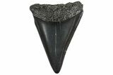 Fossil Great White Shark Tooth - South Carolina #202023-1